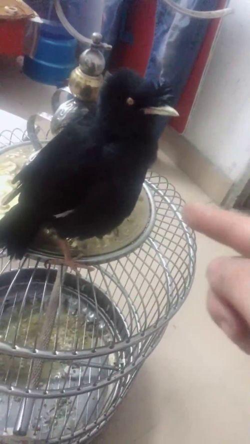 网上流行的吃瓜是什么意思